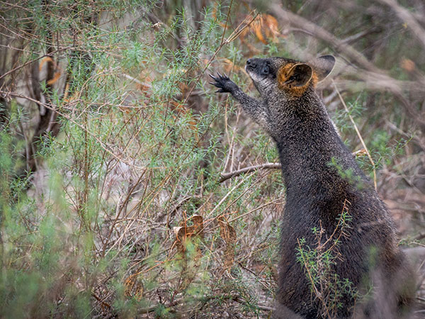 swamp wallaby in bushland