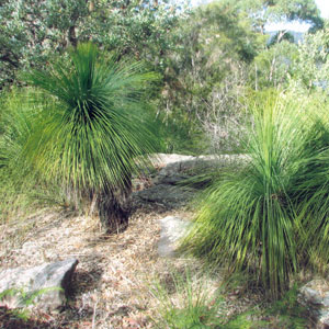 Fern at Gibberagong