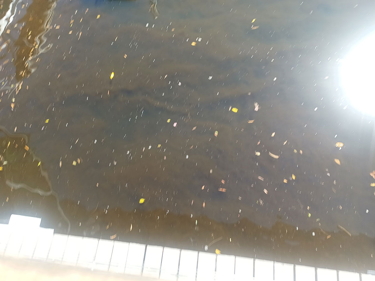 algae bloom on water surface