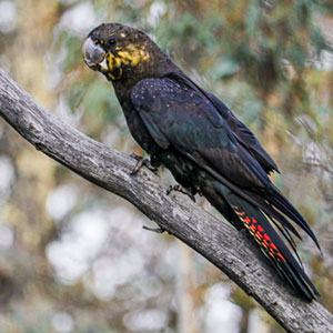 Black cockatoo on branch