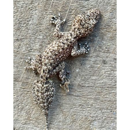 Leaf tailed gecko by Daniel Burkhardt