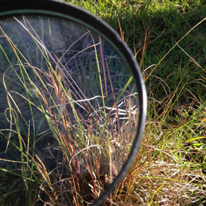 grasses magnified