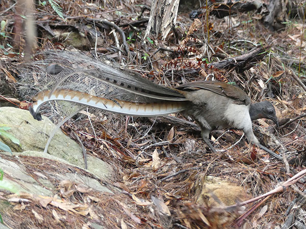 Superb Lyrebird in bushland