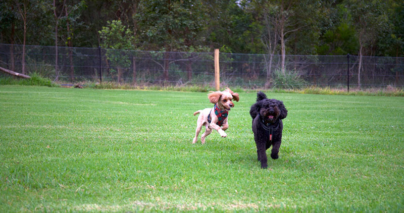 Fagan Park dog park