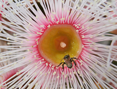 bee on flower