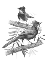 Paul Littrich, Whipbird Duet, ink on paper