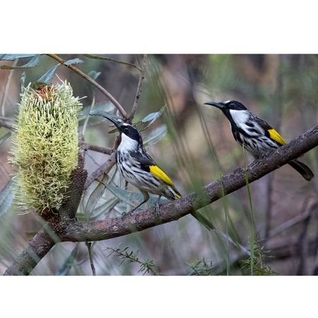 White cheeked honeyeaters on banksia, Cherrybrook, Marie Kobler