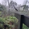 Heron watching Bushcare near Berowra Library on a misty morning by Rae Rosten 2024