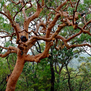 Wet Angophora (Angophora costata) by Danny Burkhardt 2016