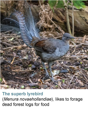 lyrebird on log