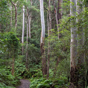 Bluegum trees with path
