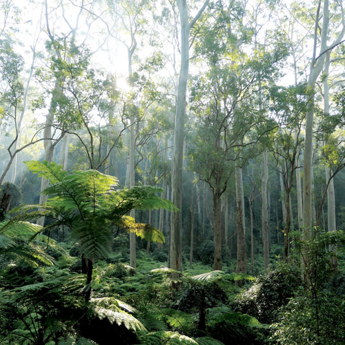 Blue Gum High forest