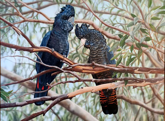 Finalist Renee Sanson, Red-Tail Black Cockatoo, acrylic on canvas