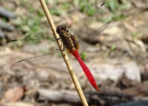 colourful dragonfly on twig