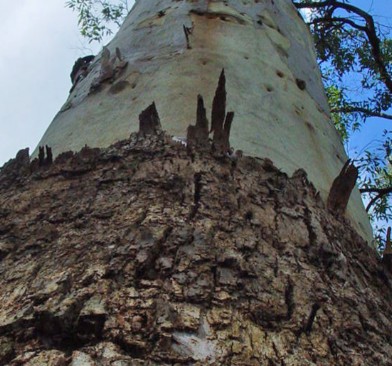 bluegum tree