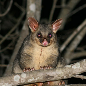 possum at night in tree