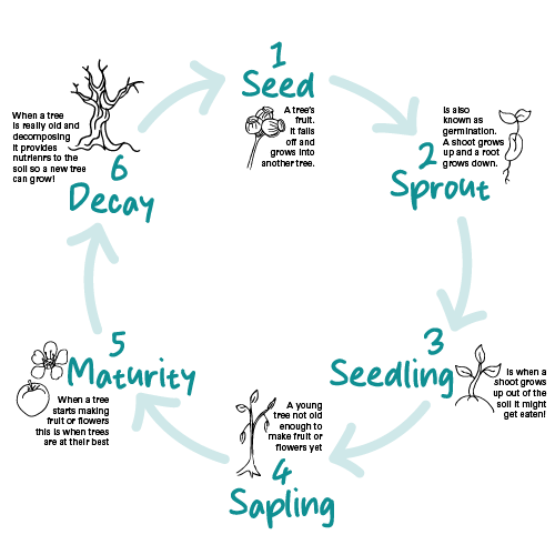 The Life Cycle Of A Tree 