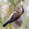 Eastern Spinebill, Cherrybrook, Marie Kobler