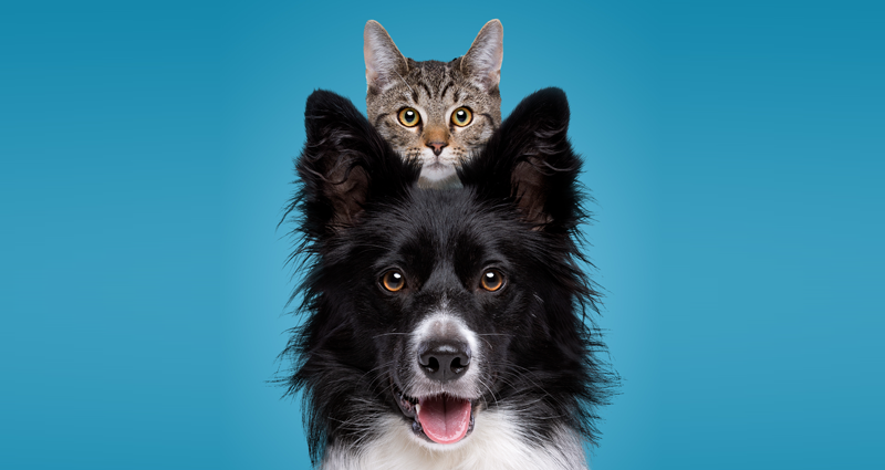 cat on top of dogs head