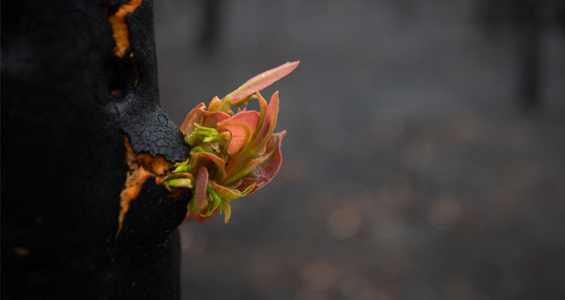 Bushfire regrowth