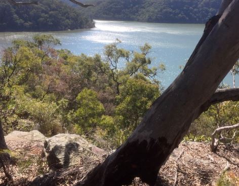 tree overlooking river