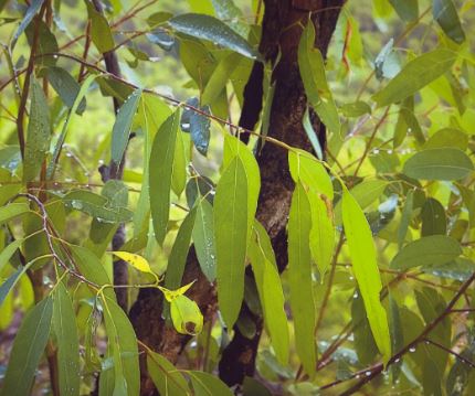 close up of tree branches and leaves