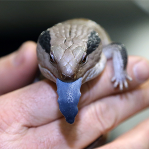 Blue tongued lizard