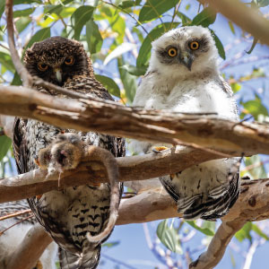 owls on branches