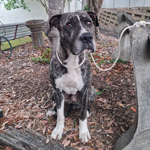 Brindle - white mastiff x Wolfhound