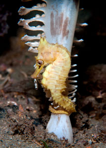 Seahorse - image credit: Dr David Harasti