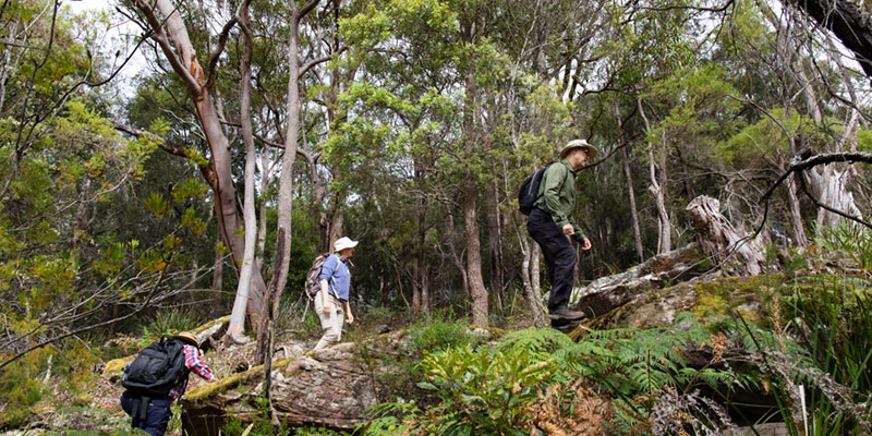 group walking in bushland
