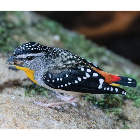 Spotted pardalote taking food to his chicks, Cherrybrook, Marie Kobler