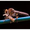 Robber fly on my clothes line, Cherrybrook, Marie Kobler