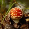 Beware the fly Agaric by David Hooper