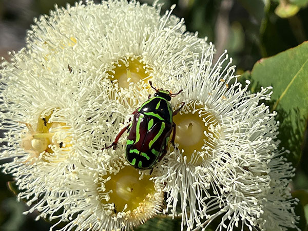 fiddler beetle on top of flower